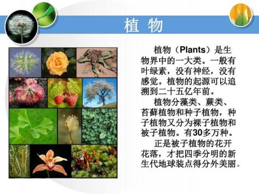 小学生植物课ppt免费下载（小学植物课程设计）-图3