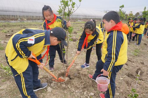 小学生植树社会实践活动（小学生种树实践活动）