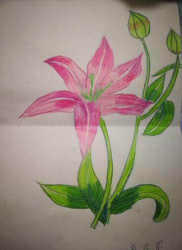 小学生作品画花朵呢（小学生画的花朵）-图3