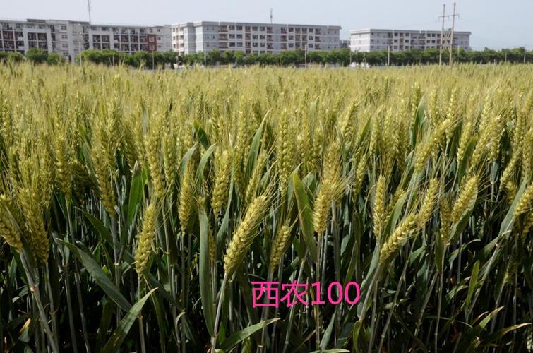 西农985小麦品种（西农9871小麦品种简介）